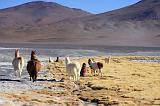 BOLIVIA 2 - Lama alla Laguna Colorada - 4